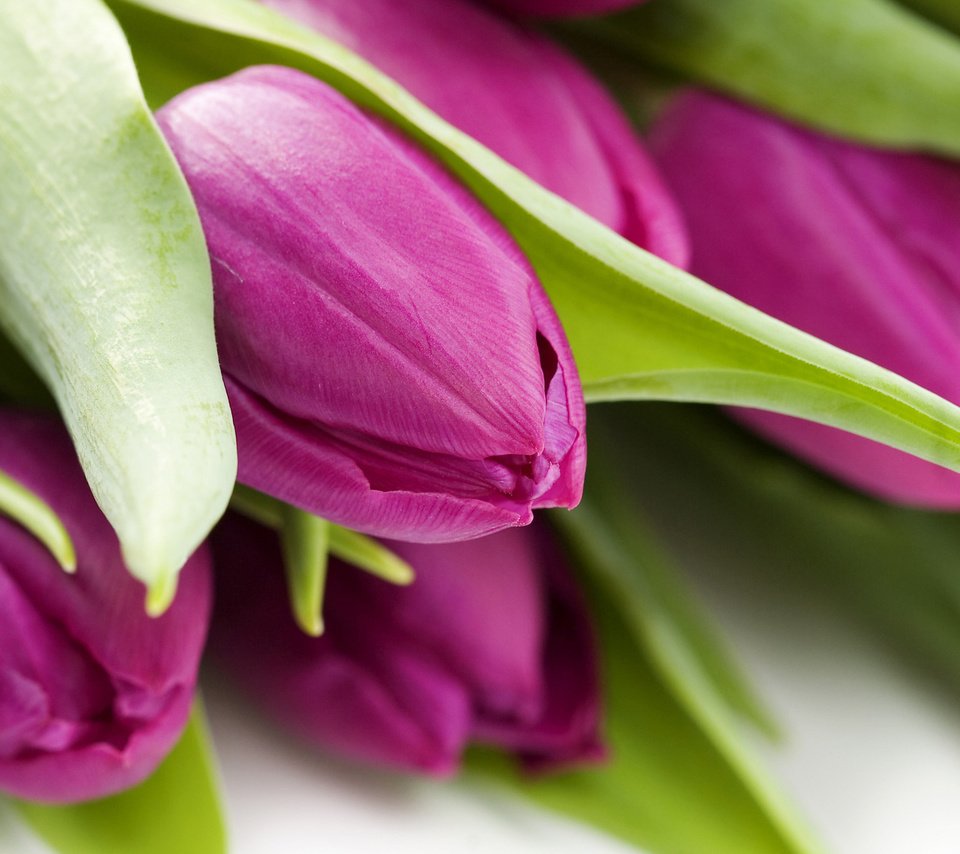 Обои цветы, макро, фото, обои для рабочего стола, тюльпаны, flowers, macro, photo, wallpaper for desktop, tulips разрешение 1920x1200 Загрузить