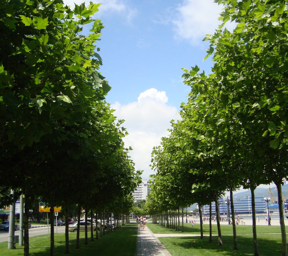 Обои деревья, россия, аллея, новосибирск, trees, russia, alley, novosibirsk разрешение 2448x3264 Загрузить