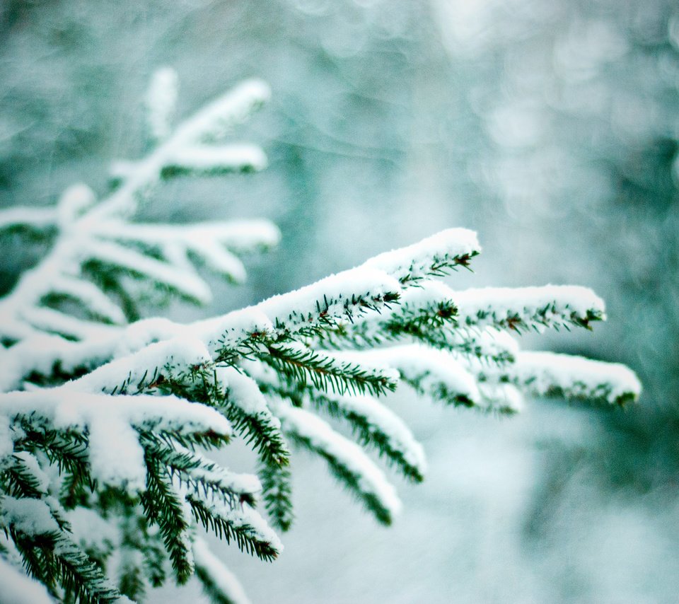 Обои ветка, снег, зима, макро, ель, еловая ветка, branch, snow, winter, macro, spruce, spruce branch разрешение 1920x1280 Загрузить