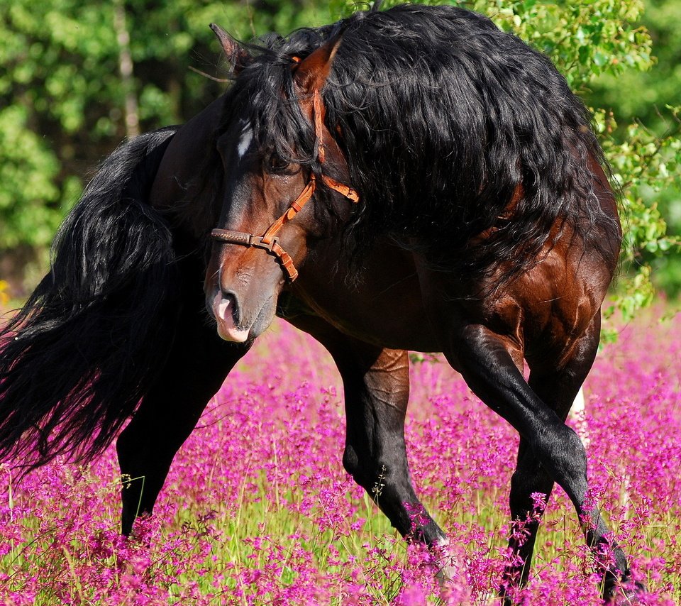 Обои цветы, лошадь, лес, лето, конь, грива, жеребец, лошад, flowers, horse, forest, summer, mane, stallion разрешение 1920x1280 Загрузить
