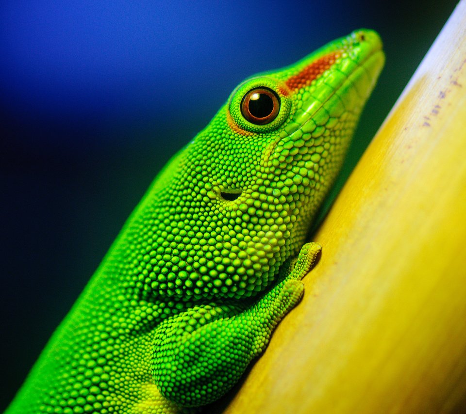 Обои макро, ящерица, зеленая, рептилия, california academy of sciences, macro, lizard, green, reptile разрешение 2560x1600 Загрузить