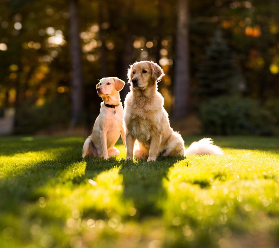 Обои солнце, лето, лужайка, золотистый ретривер, две собаки, the sun, summer, lawn, golden retriever, two dogs разрешение 2560x1600 Загрузить