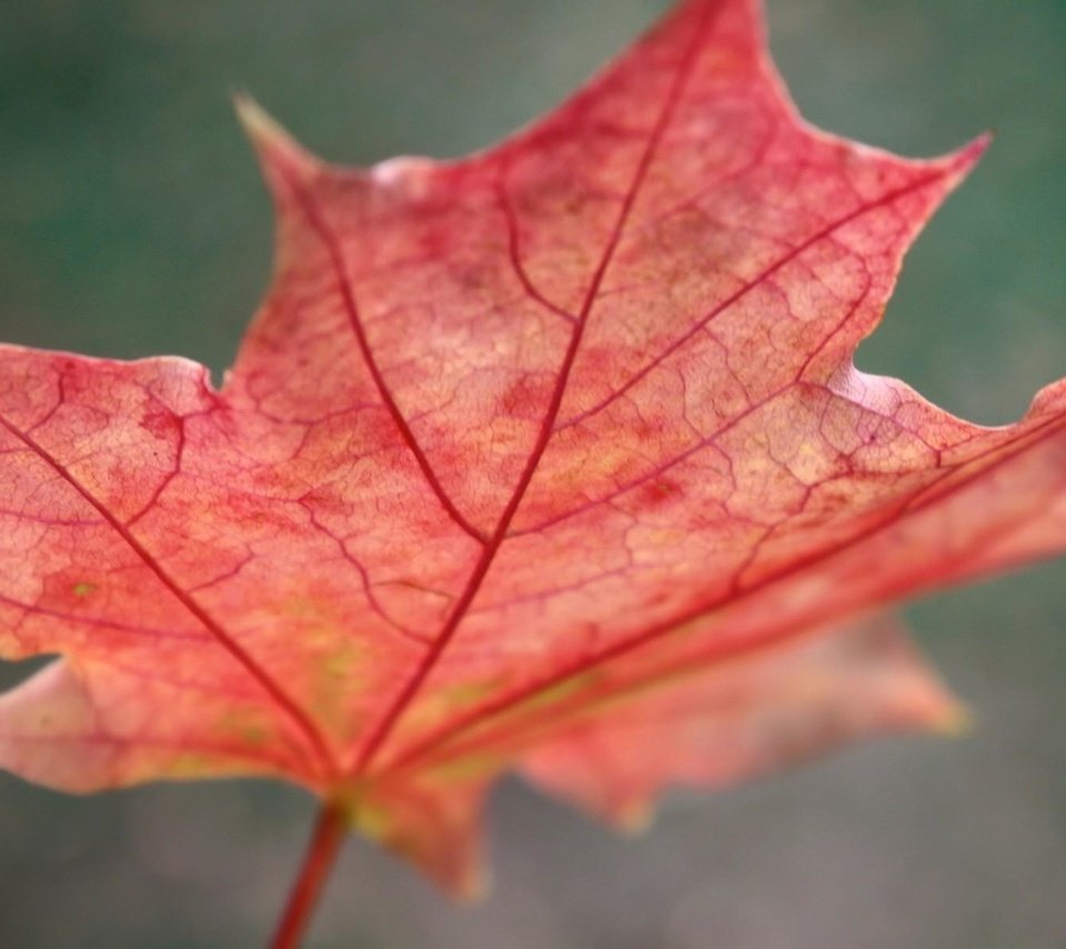 Обои макро, осень, красный, лист, клен, macro, autumn, red, sheet, maple разрешение 1920x1200 Загрузить