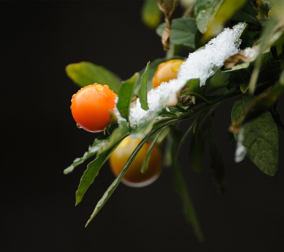 Обои ветка, снег, природа, листья, фон, ягоды, branch, snow, nature, leaves, background, berries разрешение 1920x1200 Загрузить