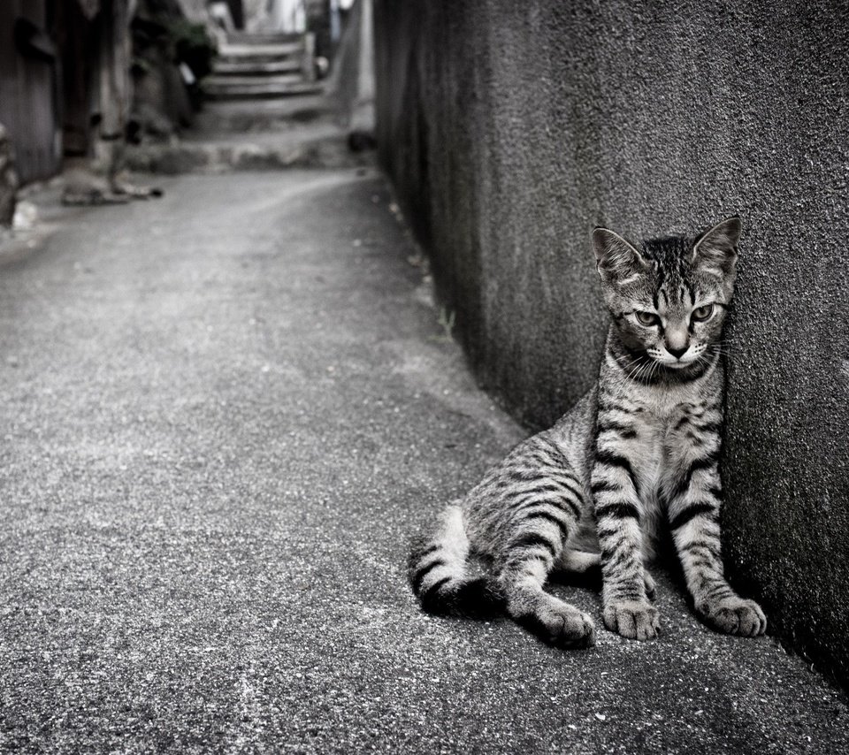 Обои кошка, одиночество, улица, кот.полосатый, cat, loneliness, street, cat.striped разрешение 2560x1600 Загрузить