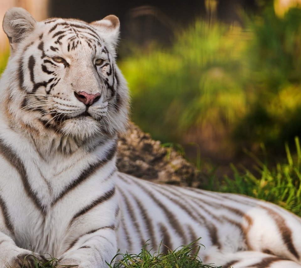 Обои тигр, кошка, хищник, белый тигр, tiger, cat, predator, white tiger разрешение 1920x1080 Загрузить