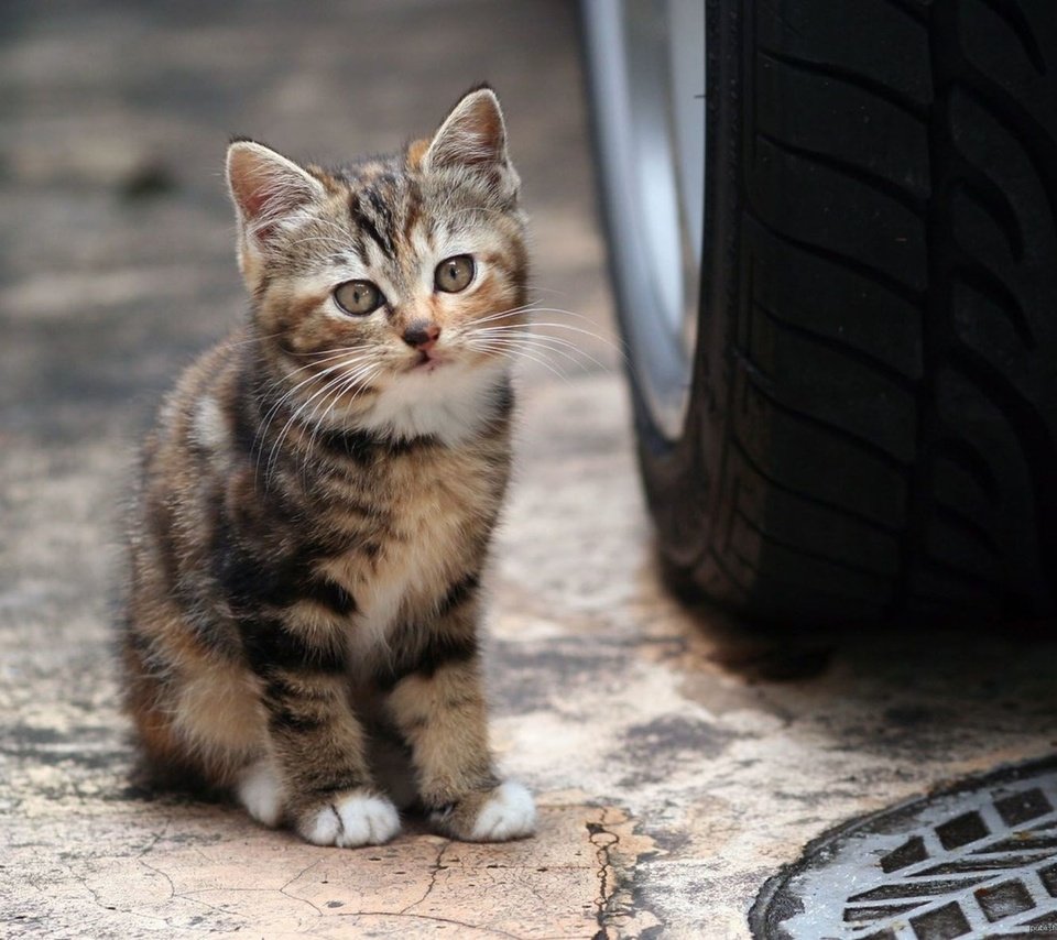 Обои машина, кот, мордочка, кошка, взгляд, котенок, колесо, machine, cat, muzzle, look, kitty, wheel разрешение 2000x1500 Загрузить