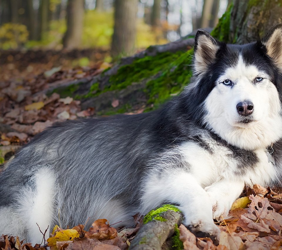 Обои дерево, листья, осень, собака, лежит, хаски, друг, tree, leaves, autumn, dog, lies, husky, each разрешение 2560x1440 Загрузить