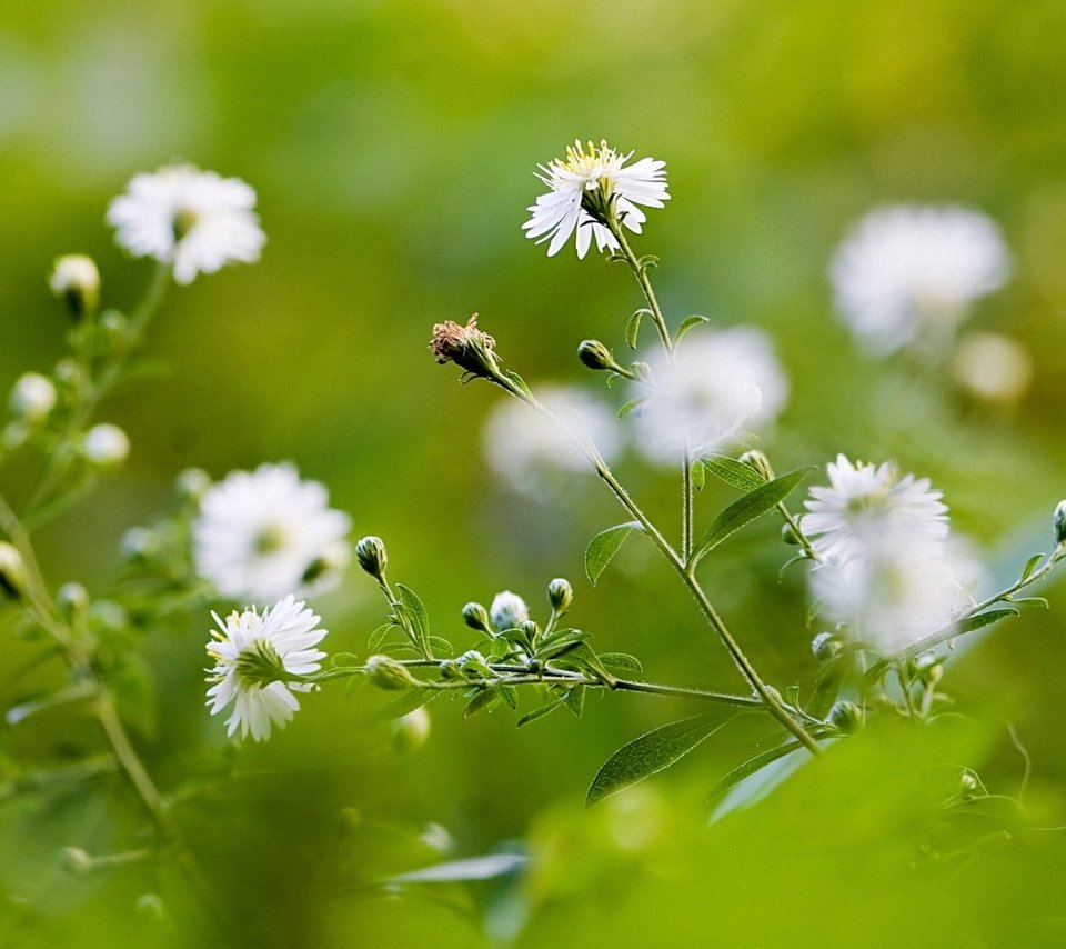 Обои полевые цветы, wildflowers разрешение 1920x1200 Загрузить