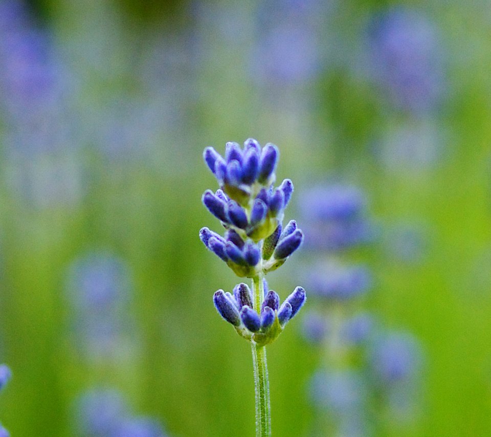 Обои макро, поле, лаванда, размытость, синяя, macro, field, lavender, blur, blue разрешение 4000x1280 Загрузить
