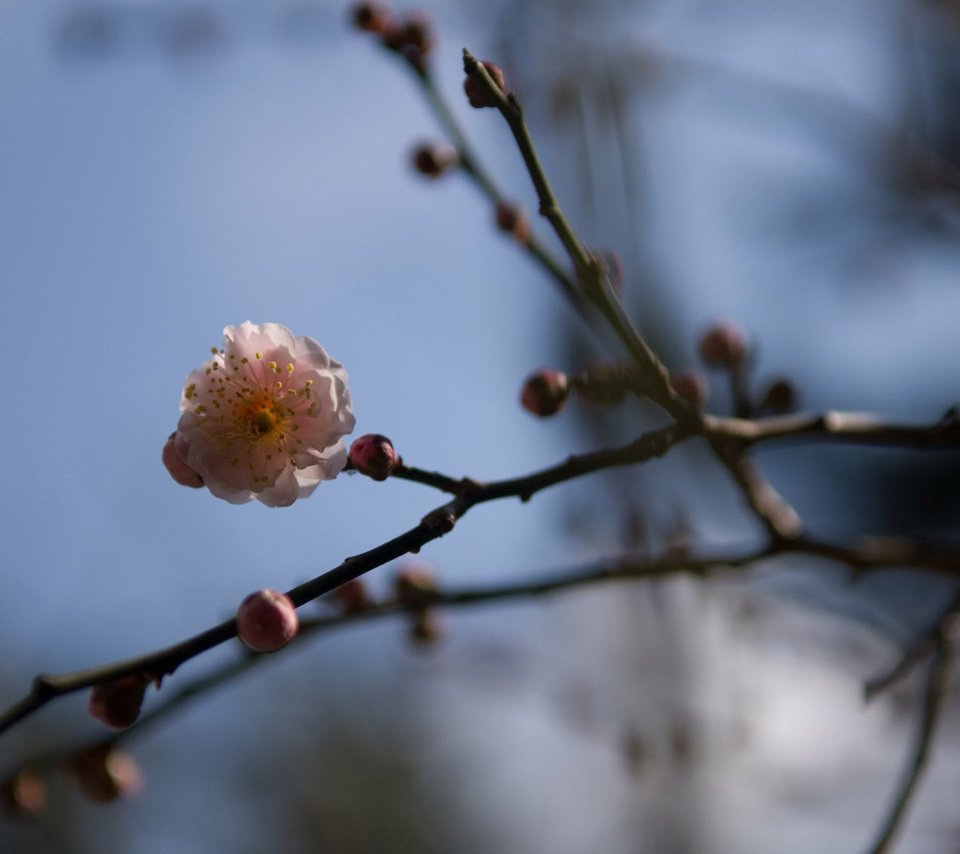 Обои цветы, цветение, ветки, весна, сакура, vesna, cvetok, vetv, yaponiya, flowers, flowering, branches, spring, sakura разрешение 1920x1200 Загрузить