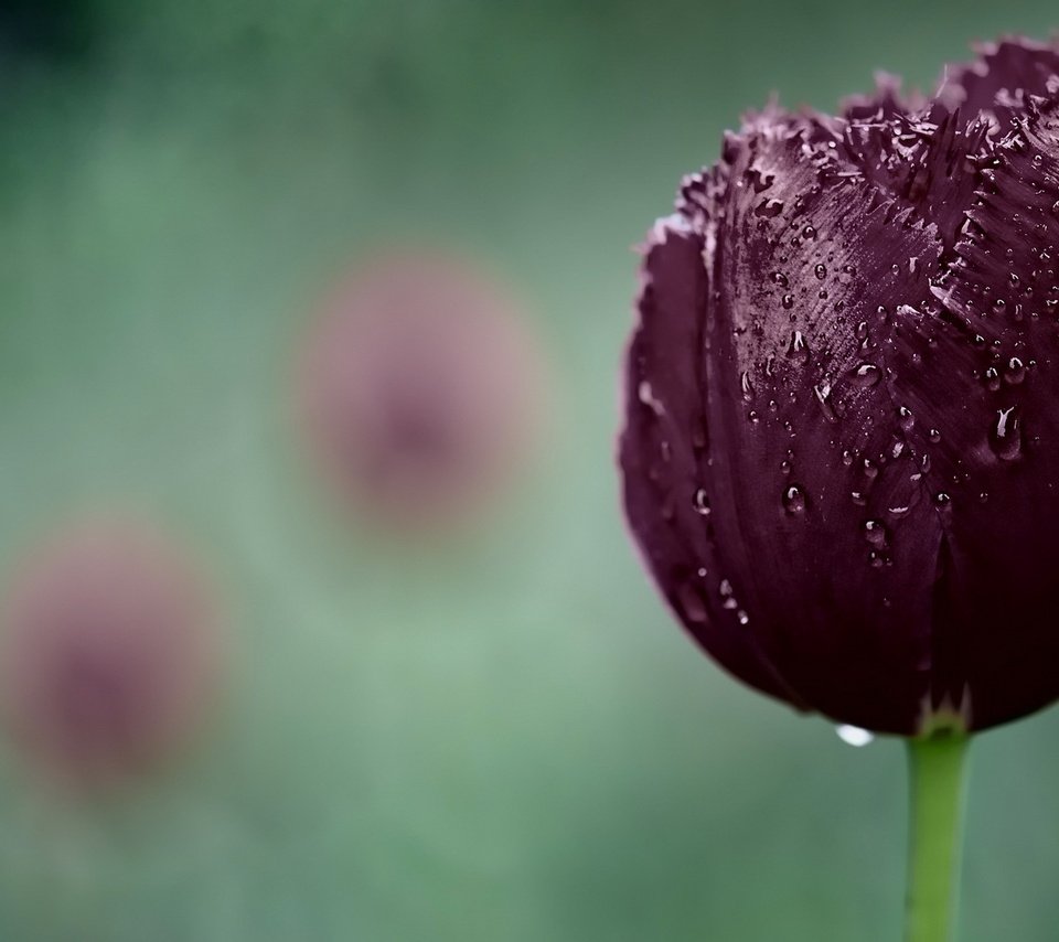 Обои макро, капли, тюльпан, macro, drops, tulip разрешение 1920x1200 Загрузить