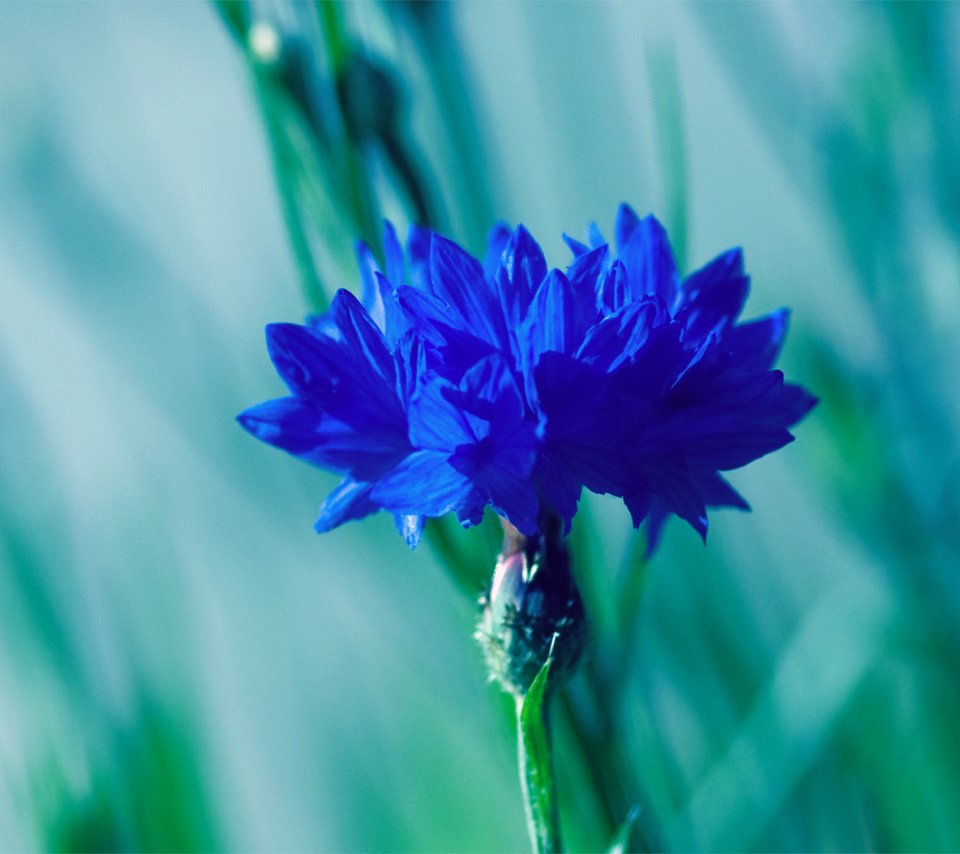 Обои синий, размытость, василек, blue, blur, cornflower разрешение 2795x1947 Загрузить