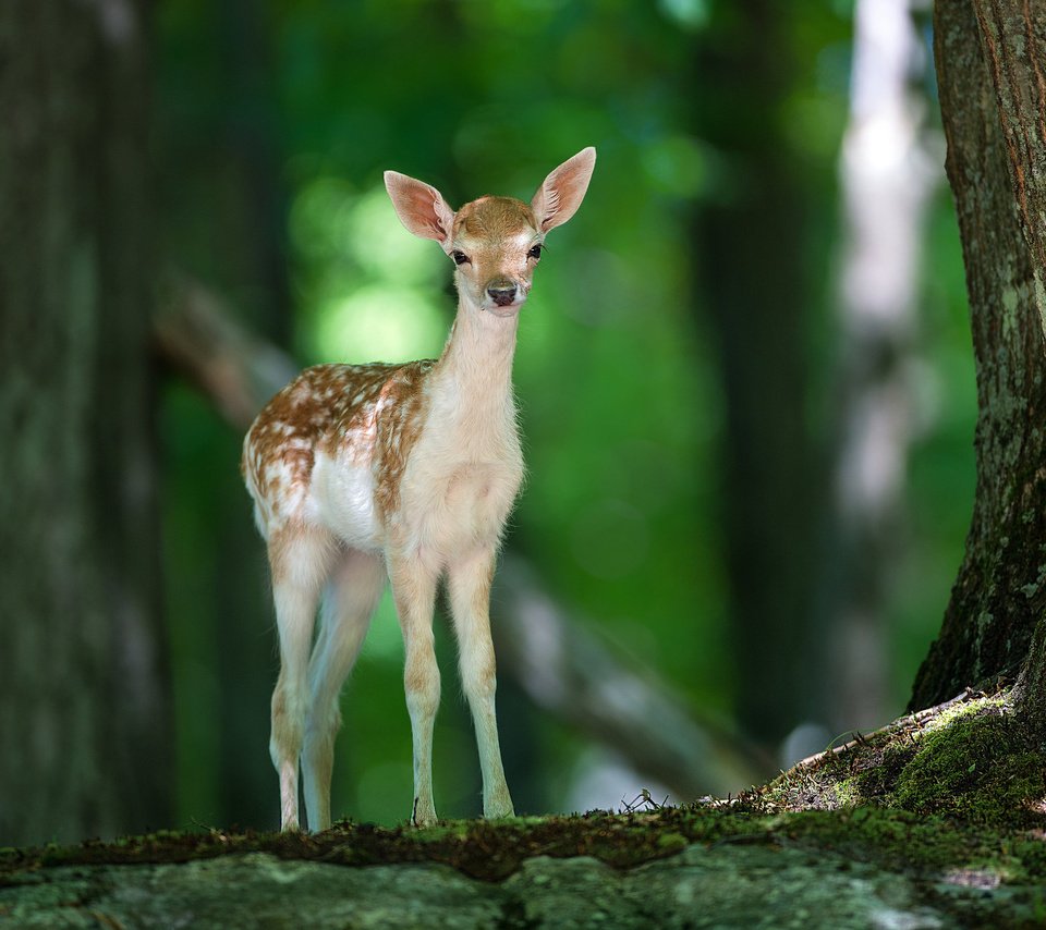 Обои свет, деревья, природа, лес, олень, животные, олененок, light, trees, nature, forest, deer, animals, fawn разрешение 2560x1600 Загрузить