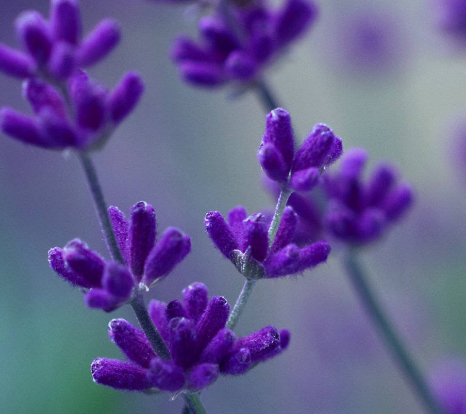 Обои макро, лаванда, фиолетовый, сиреневый, macro, lavender, purple, lilac разрешение 3618x1380 Загрузить