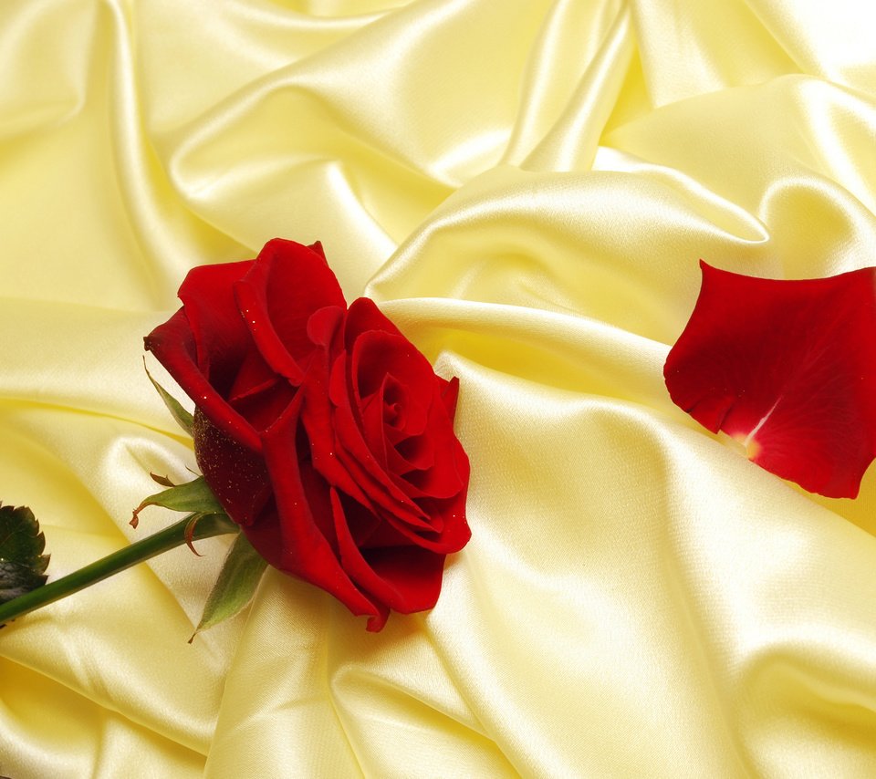 Обои роза, лепесток, шелк, rose, petal, silk разрешение 2560x1600 Загрузить