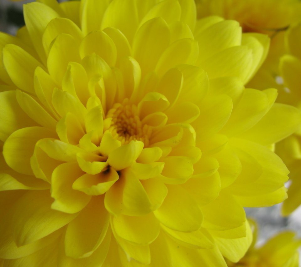 Обои желтый, хризантема, yellow, chrysanthemum разрешение 3648x2736 Загрузить
