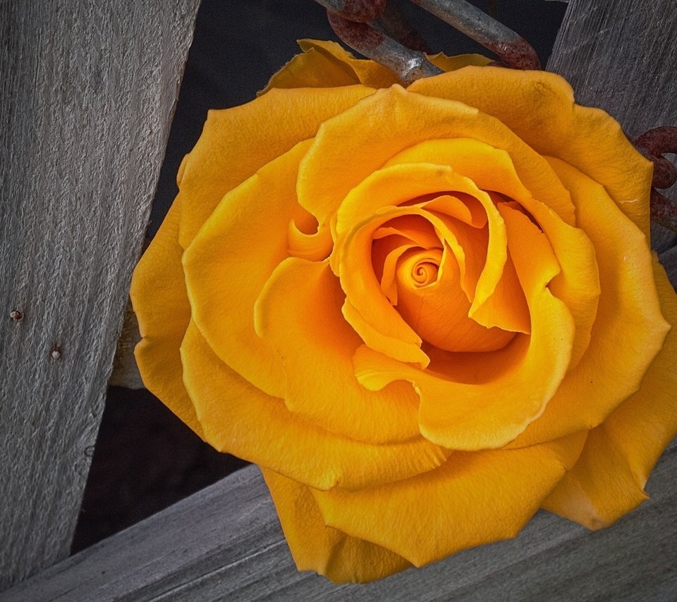 Обои роза, жёлтая, rose, yellow разрешение 2560x1440 Загрузить