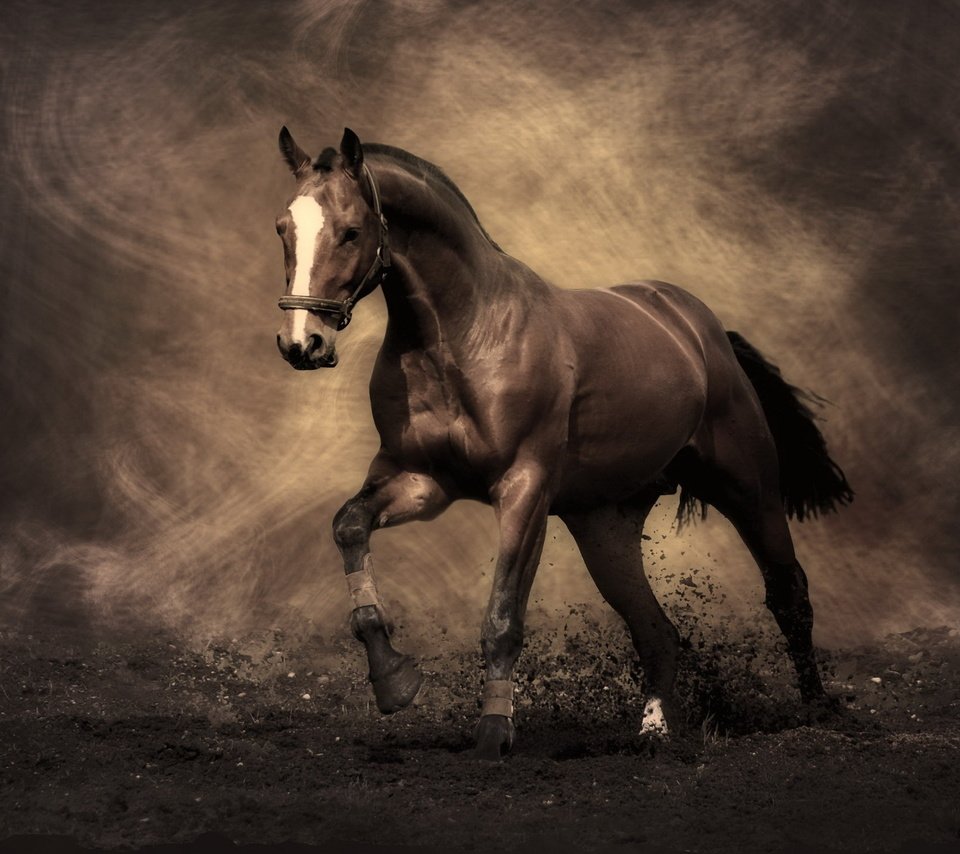 Обои лошадь, конь, жеребец, мустанг, horse, stallion, mustang разрешение 2560x1440 Загрузить