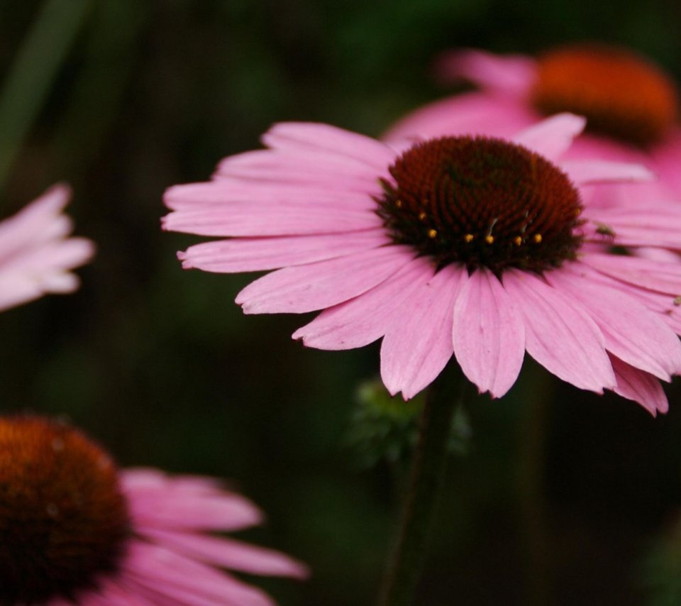 Обои цветы, лепестки, розовые, cvety, makro, foto, krasivye oboi, эхинацея, леспестки, flowers, petals, pink, echinacea, lepestki разрешение 1920x1200 Загрузить