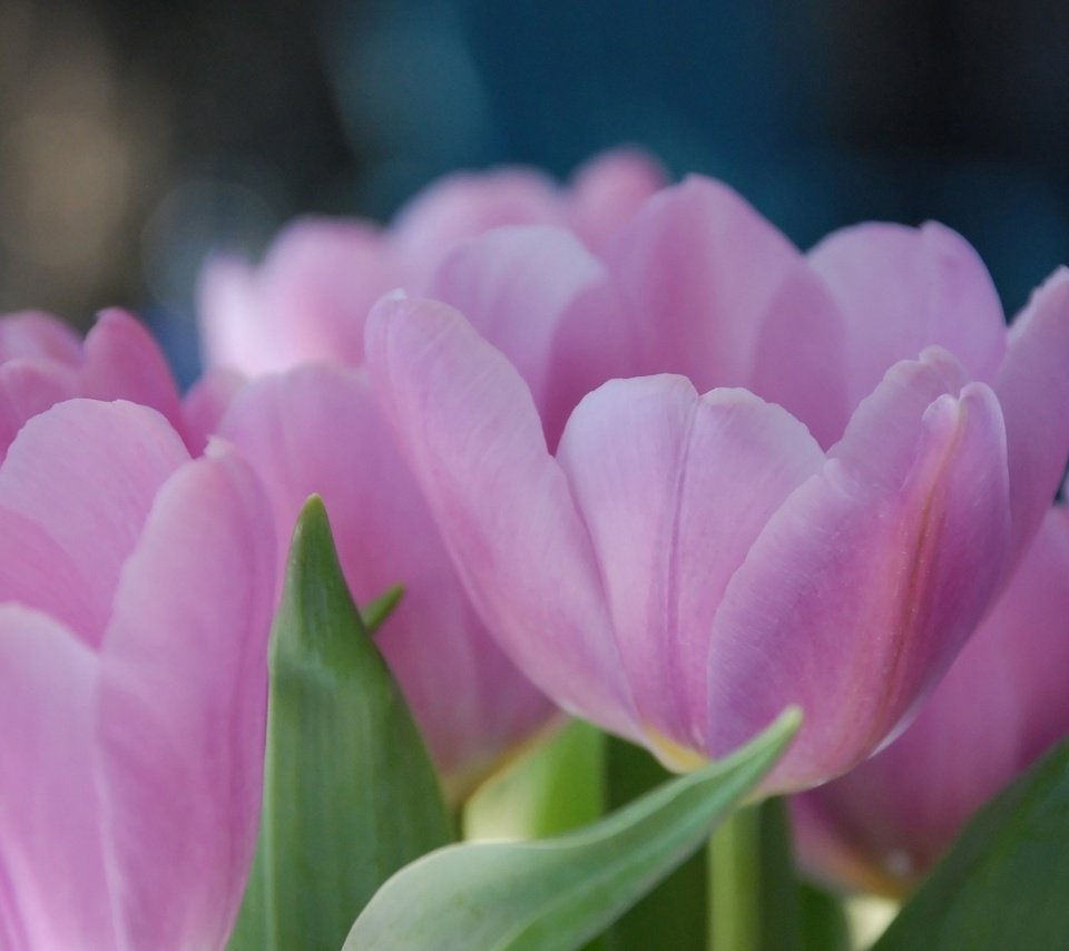 Обои цветы, фон, лепестки, размытость, тюльпаны, розовые, tyulpany, raskrytye, леспестки, flowers, background, petals, blur, tulips, pink, lepestki разрешение 2560x1600 Загрузить