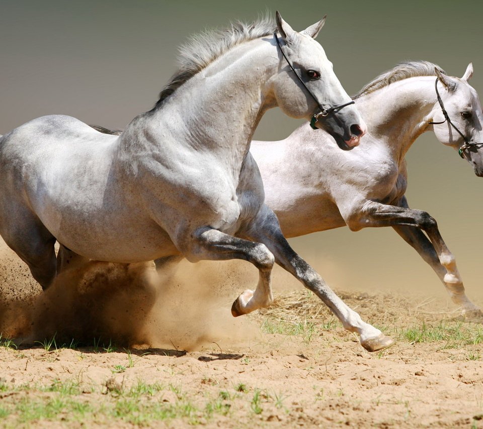 Обои пара, лошади, кони, пыль, грива, бег, копыта, pair, horse, horses, dust, mane, running, hooves разрешение 1920x1080 Загрузить