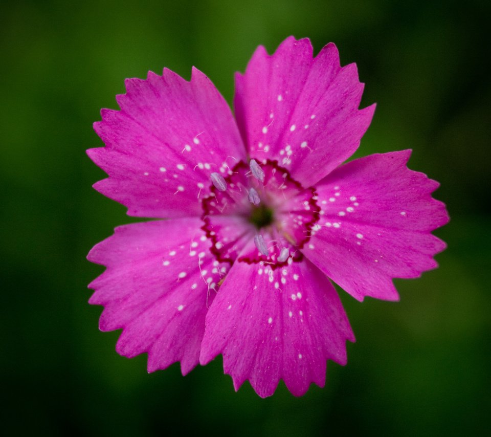 Обои цветок, лепестки, гвоздика, centr, vnutri, flower, petals, carnation, inside разрешение 2560x1600 Загрузить