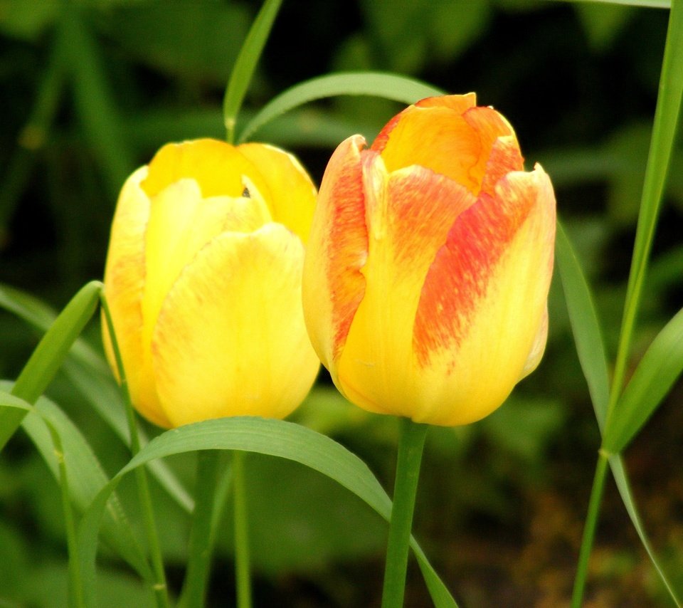 Обои цветы, трава, весна, тюльпаны, два, желтые, cvety, vesna, tyulpany, butony, flowers, grass, spring, tulips, two, yellow разрешение 3072x2269 Загрузить