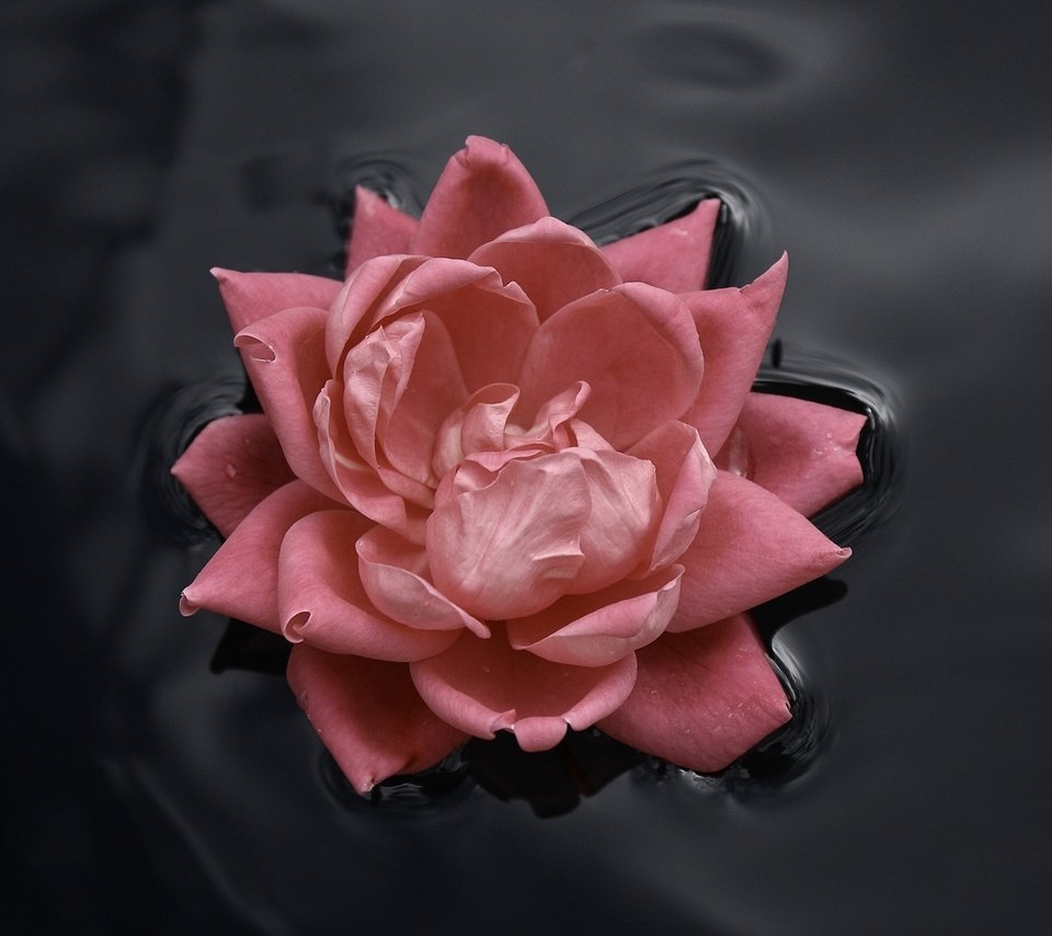 Обои вода, цветок, роза, бутон, розовый, roza, voda, kontrast, water, flower, rose, bud, pink разрешение 1920x1200 Загрузить