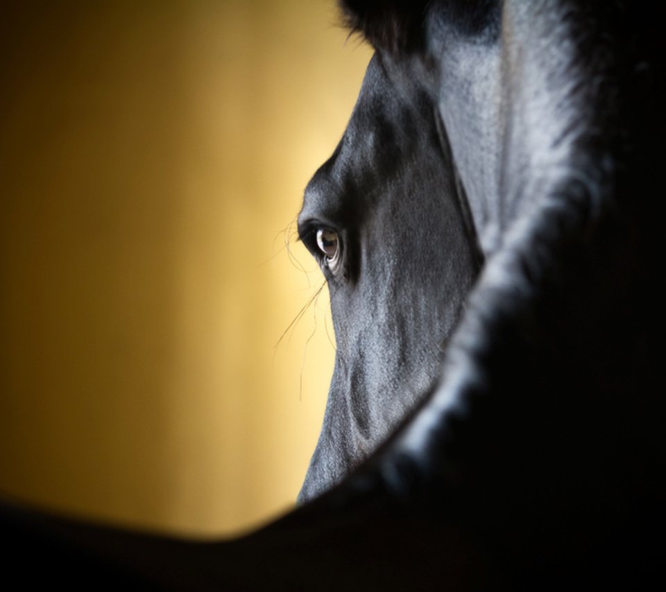 Обои лошадь, крупный план, horse, close-up разрешение 2560x1600 Загрузить