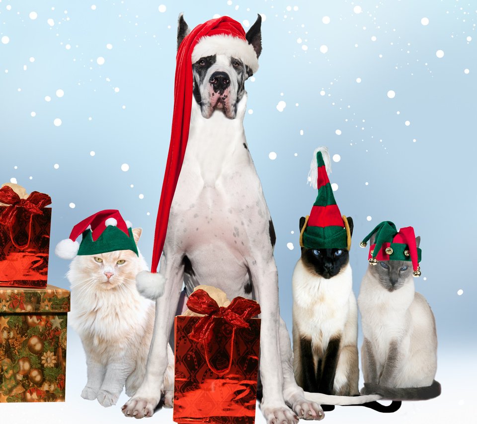 Обои новый год, подарки, собака, кошки, праздник, дог, new year, gifts, dog, cats, holiday разрешение 2560x1600 Загрузить