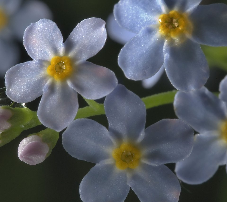 Обои цветы, макро, роса, капля, незабудки, голубые, flowers, macro, rosa, drop, forget-me-nots, blue разрешение 2560x1600 Загрузить