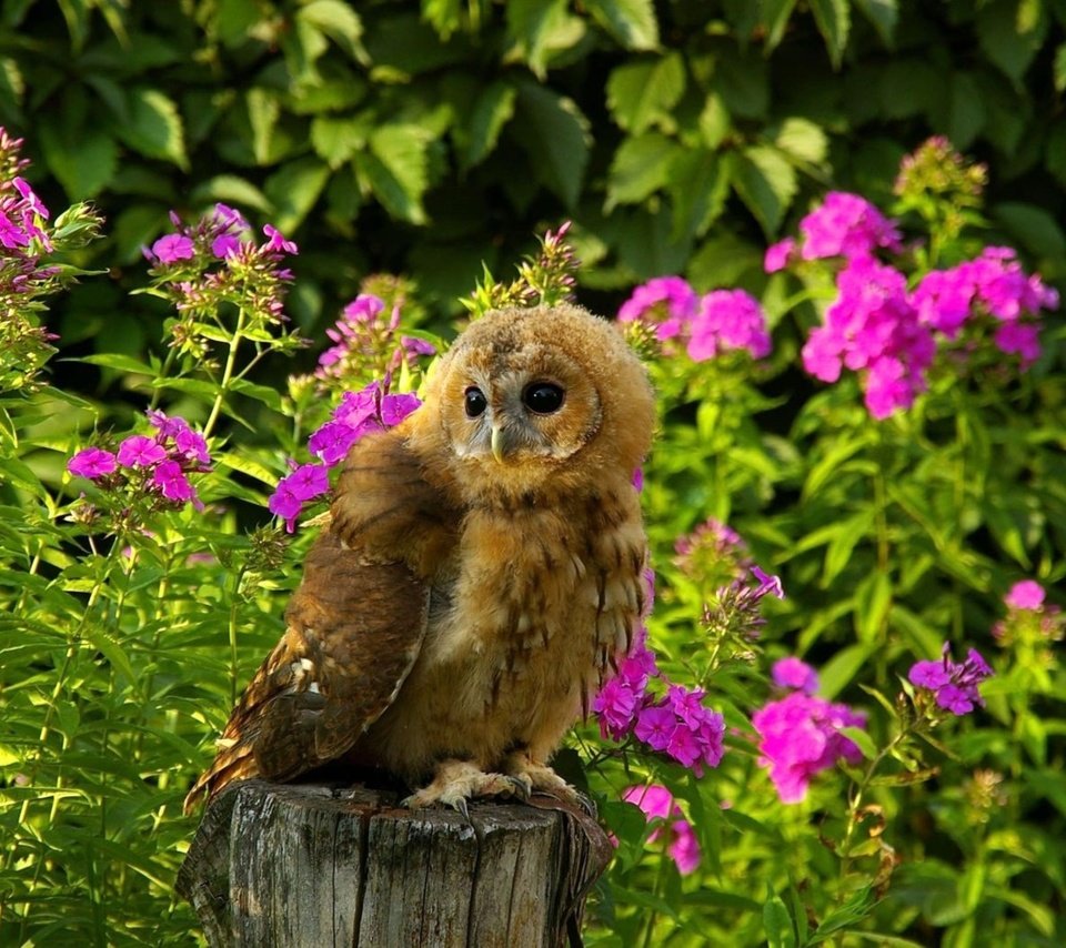 Обои цветы, трава, сова, лето, хищник, птица, пенек, flowers, grass, owl, summer, predator, bird, stump разрешение 1920x1200 Загрузить