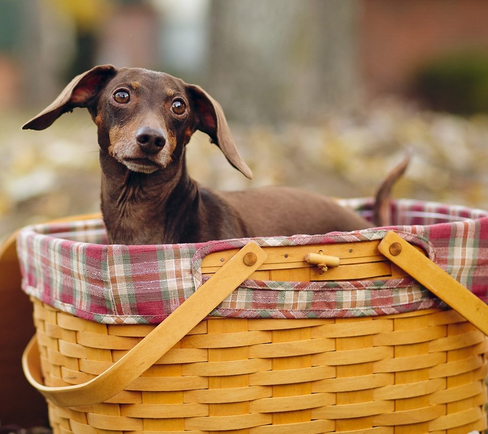 Обои взгляд, осень, собака, такса, корзинка, look, autumn, dog, dachshund, basket разрешение 2560x1600 Загрузить