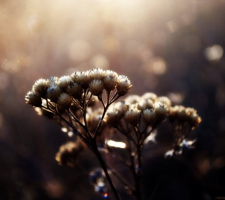 Обои макро, блики, растение, травинки, сухоцвет, венчик, пучки, macro, glare, plant, grass, the dried flowers, whisk разрешение 2560x1600 Загрузить