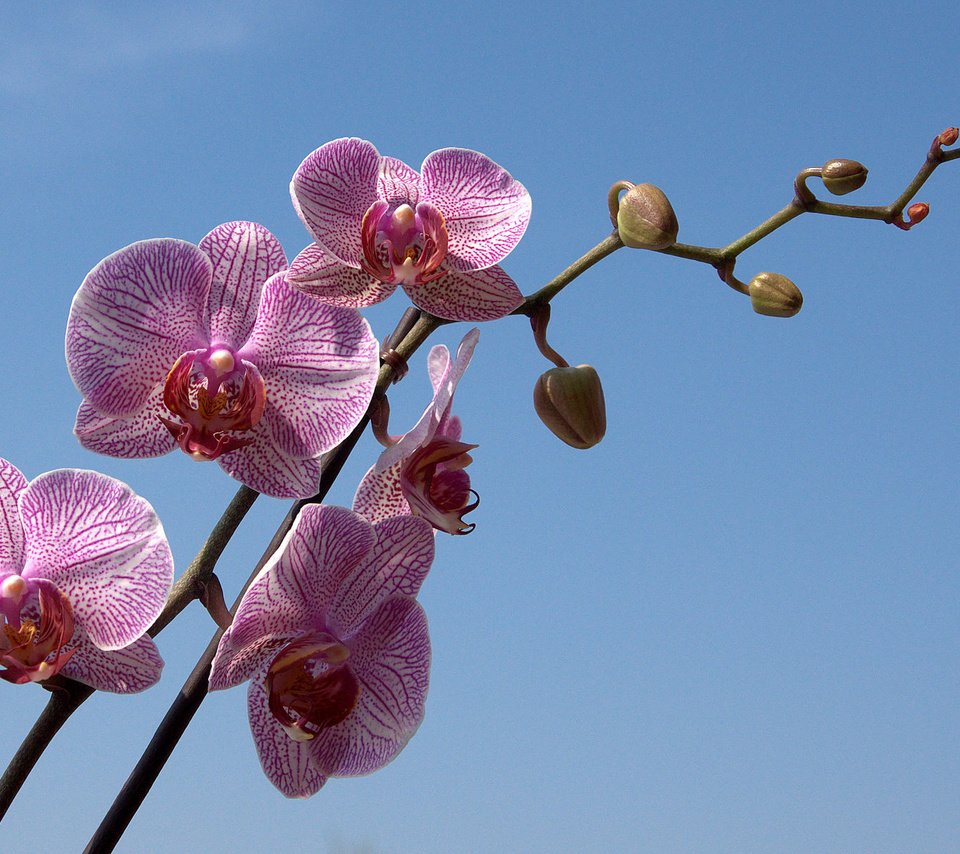 Обои небо, цветы, ветка, бутон, голубое, орхидея, the sky, flowers, branch, bud, blue, orchid разрешение 1920x1200 Загрузить