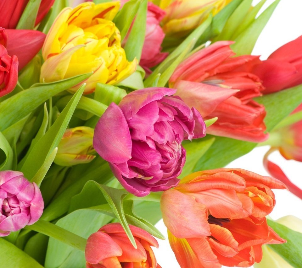 Обои cvety, tyulpany, разнцветные, raznocvetnye разрешение 1920x1130 Загрузить