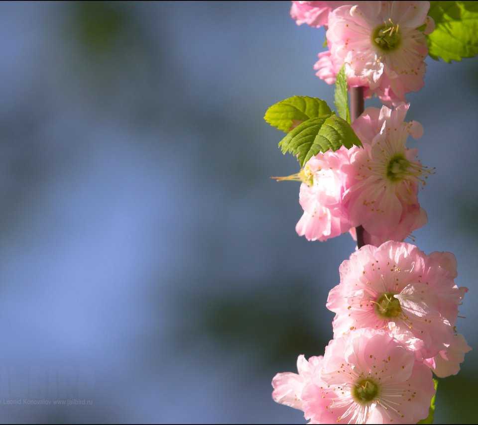 Обои ветка, цветение, весна, сакура, cvety, raznoe, pejzazh, branch, flowering, spring, sakura разрешение 2048x1536 Загрузить