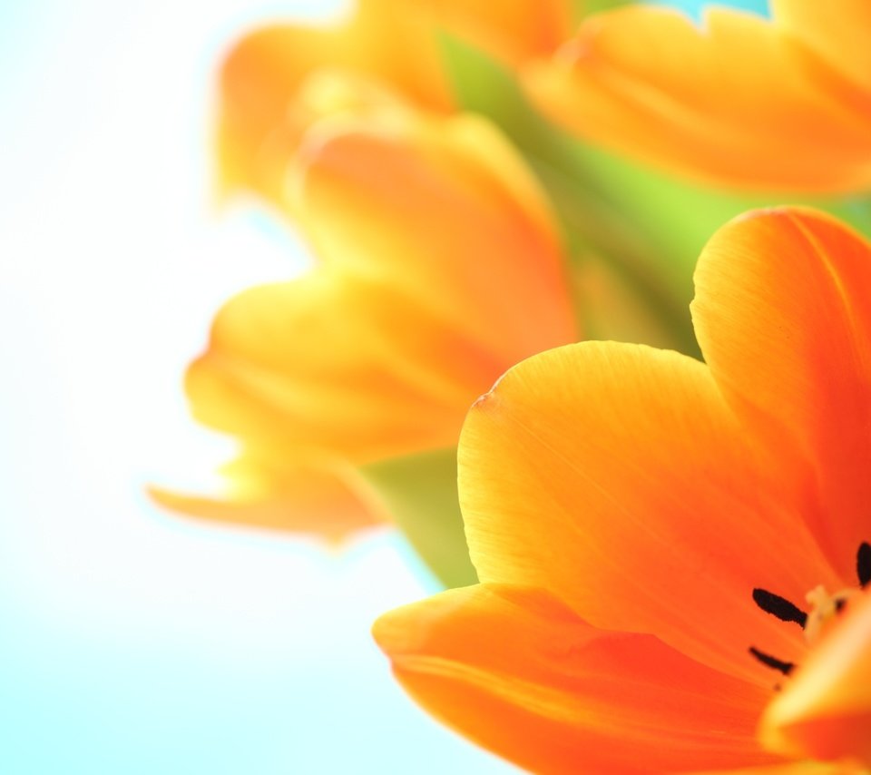 Обои цветы, макро, тюльпаны, оранжевые, cvety, vesna, tyulpany, flowers, macro, tulips, orange разрешение 2560x1600 Загрузить