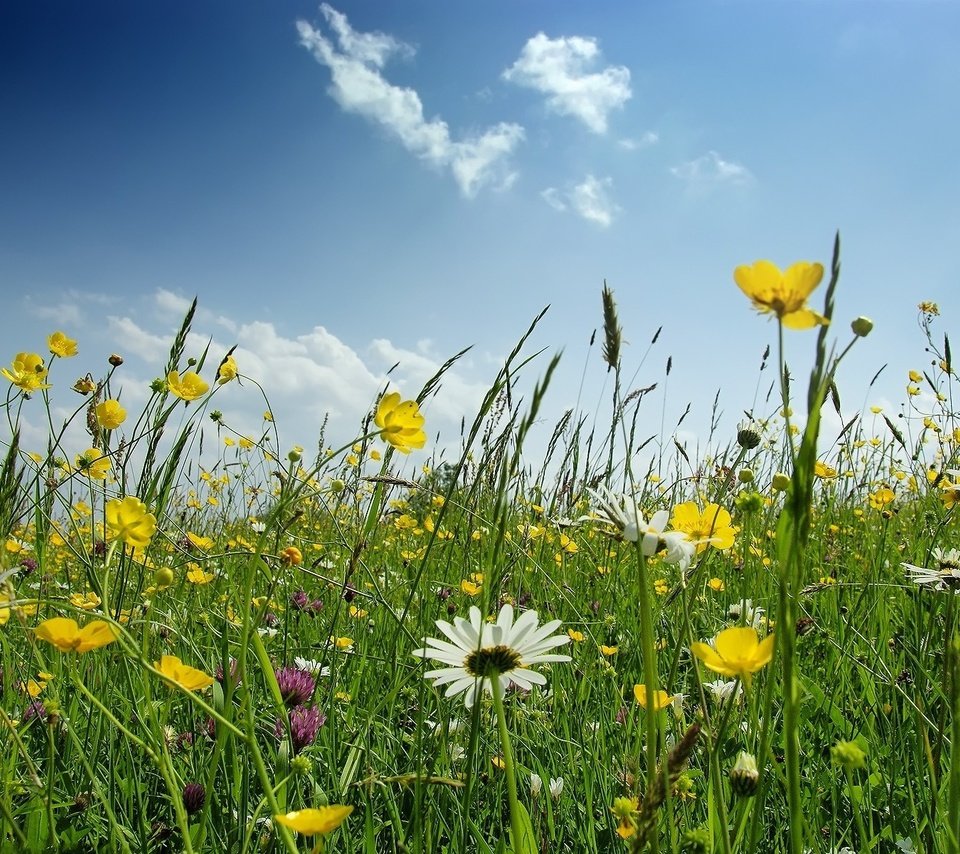 Обои цветы, поле, ромашка, полевые, flowers, field, daisy разрешение 1920x1200 Загрузить