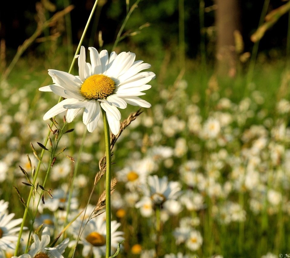 Обои трава, природа, поле, лето, ромашка, ромашки, полевые цветы, grass, nature, field, summer, daisy, chamomile, wildflowers разрешение 1920x1200 Загрузить