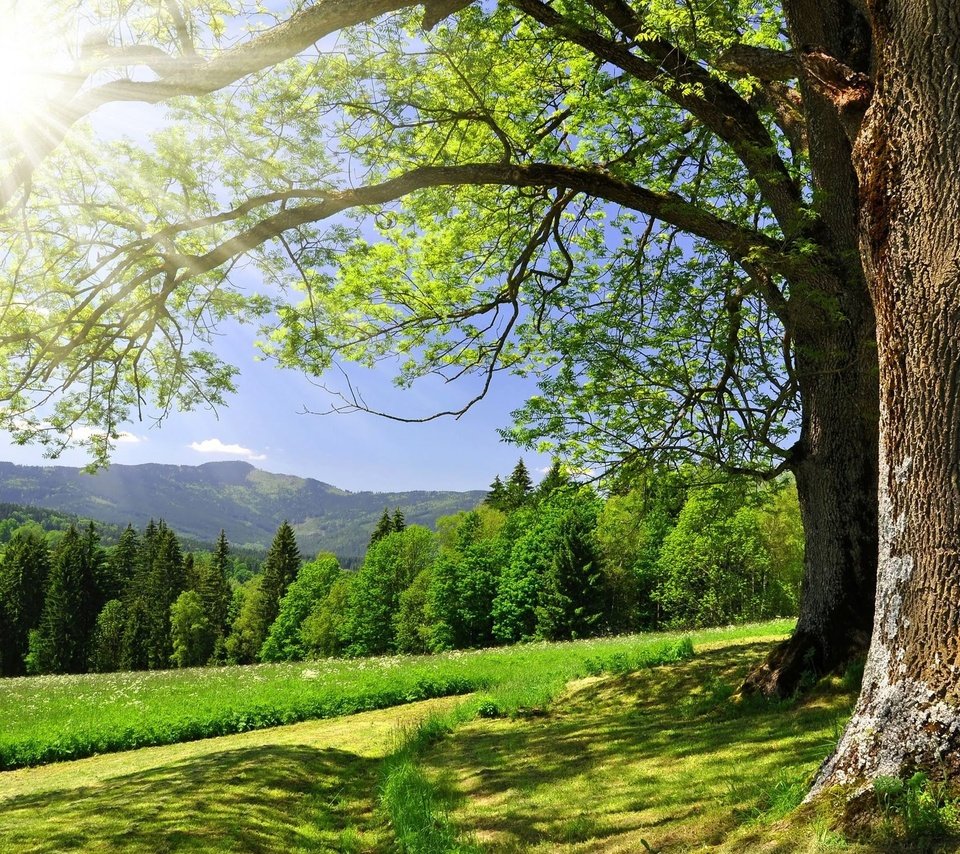 Обои небо, дорога, деревья, солнце, зелень, лес, лето, the sky, road, trees, the sun, greens, forest, summer разрешение 2560x1600 Загрузить