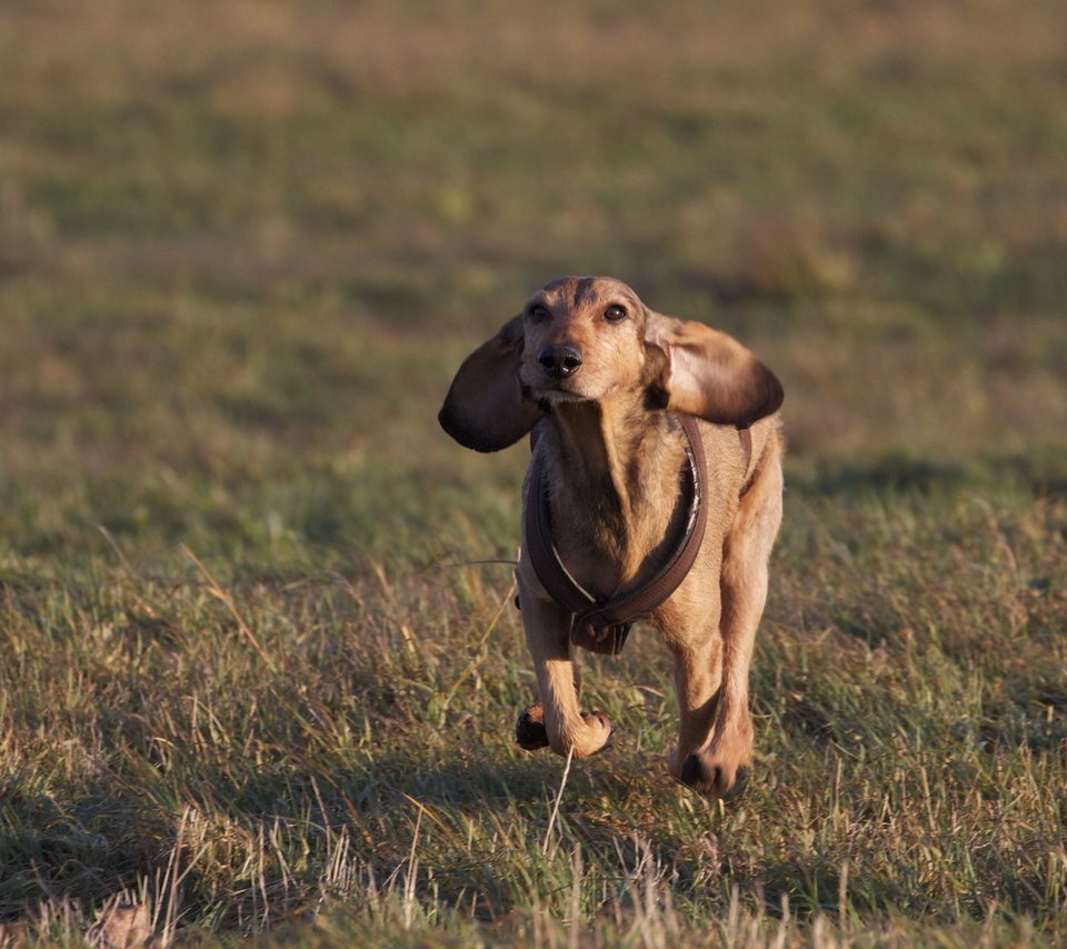 Обои трава, настроение, поле, собака, уши, такса, бег, grass, mood, field, dog, ears, dachshund, running разрешение 2560x1600 Загрузить