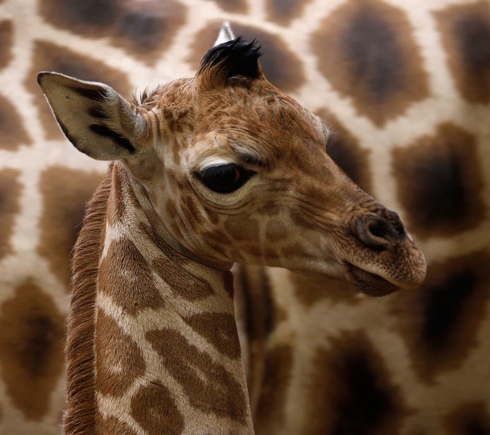 Обои глаза, уши, жираф, жирафы, детеныш, eyes, ears, giraffe, giraffes, cub разрешение 1920x1200 Загрузить