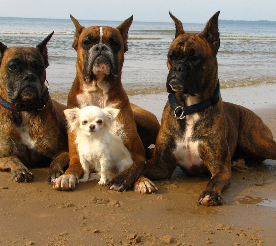 Собаки охранники
