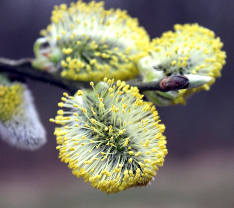 Обои ветка, цветение, макро, весна, верба, branch, flowering, macro, spring, verba разрешение 2560x1600 Загрузить