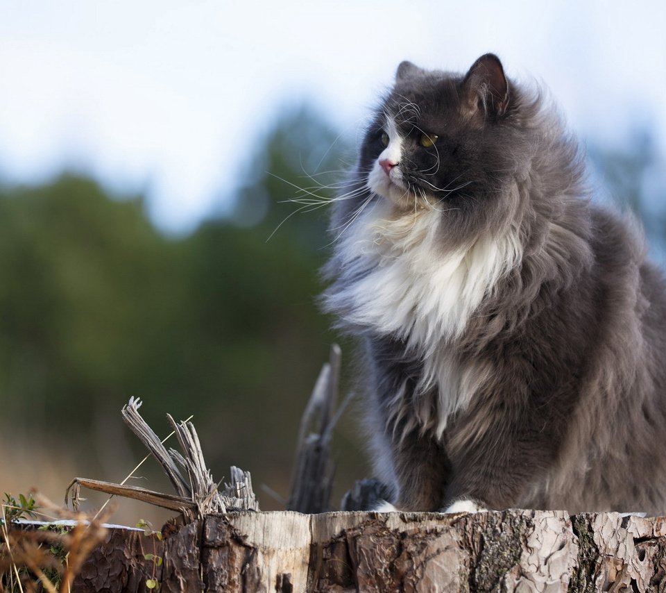 Обои природа, кот, кошка, пушистый, серый, сидит, пенек, nature, cat, fluffy, grey, sitting, stump разрешение 1920x1200 Загрузить