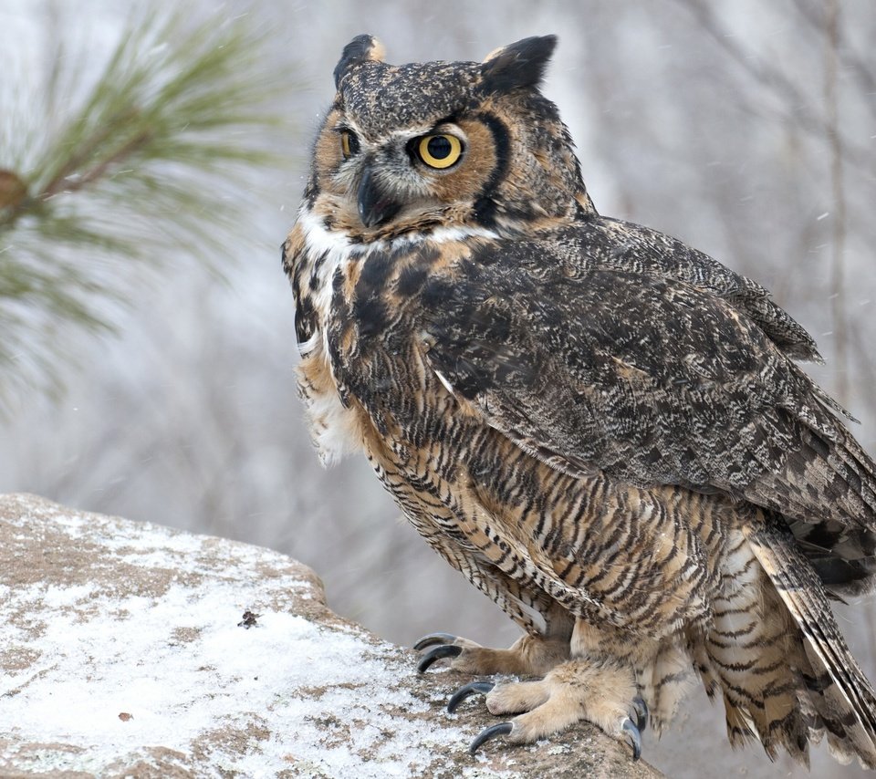 Обои сова, снег, хищник, птица, ушастая сова, owl, snow, predator, bird, long-eared owl разрешение 2560x1724 Загрузить