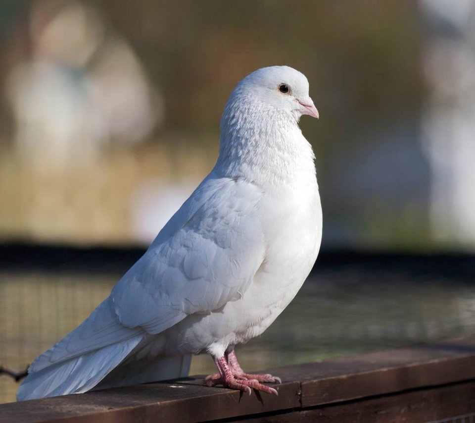 Обои белый, птица, красивый, голубь, white, bird, beautiful, dove разрешение 1920x1200 Загрузить