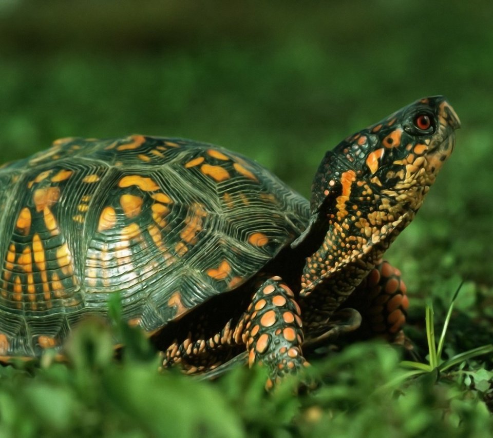 Обои трава, природа, животные, черепаха, панцирь, пресмыкающиеся, grass, nature, animals, turtle, shell, reptiles разрешение 1920x1200 Загрузить